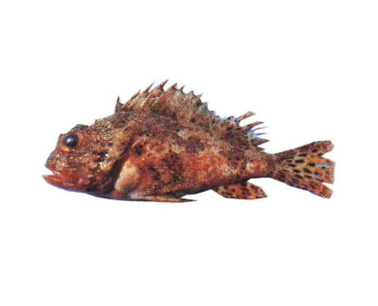 Especialistas en Congelación de Pescados | VIVAPESCA S.L.