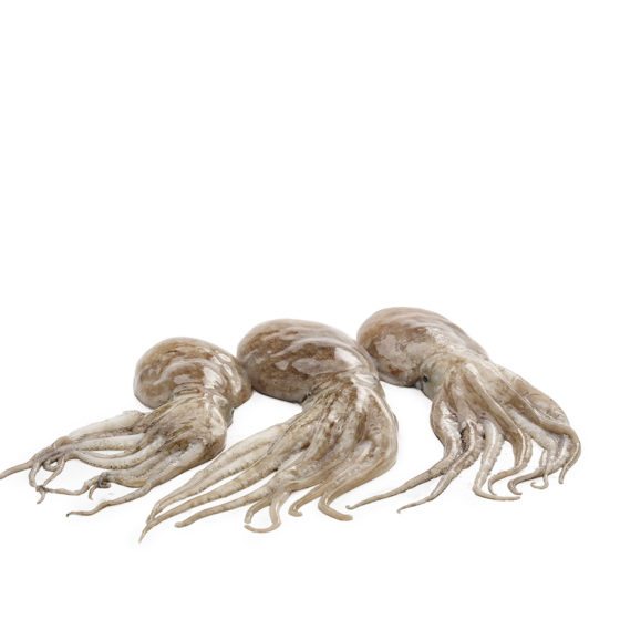 Pulpo blanco – Vivapesca