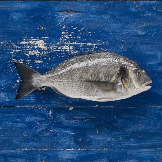 Dorada – Vivapesca