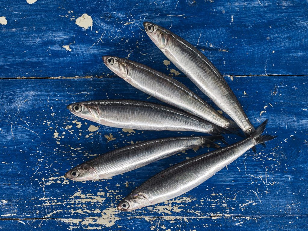 ANCHOA / BOQUERON - VivaPesca