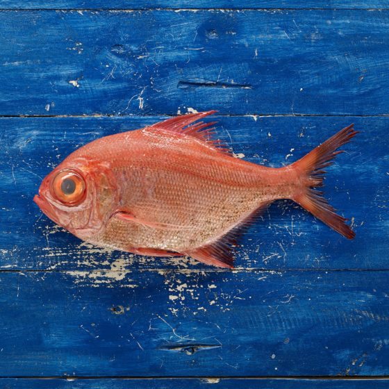 Palometa roja – Vivapesca