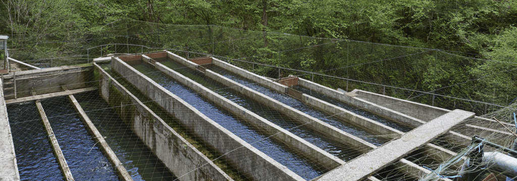 Piscifactoría de trucha arcoíris con canales de agua limpia rodeada de vegetación